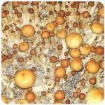 Псилоцибиновые (галлюциногенные)  грибы Psilocybin "Golden Teacher" в Сосновоборске