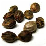 Семена марихуаны АК-47  (Seeds AK-47) в Сосновоборске